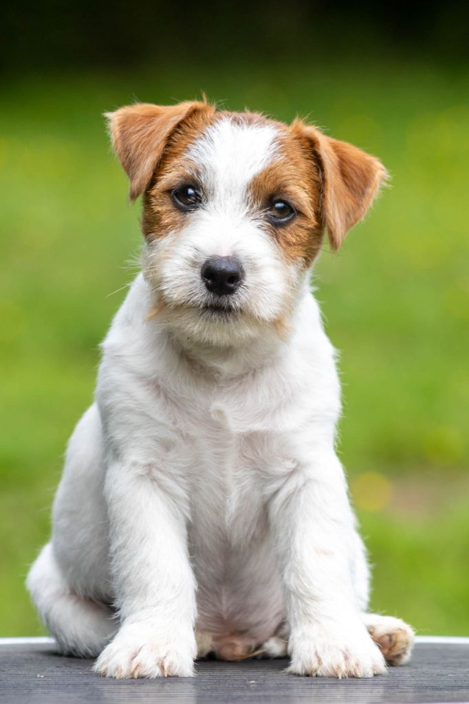 De La Rosée De L'eden - Chiot disponible  - Jack Russell Terrier