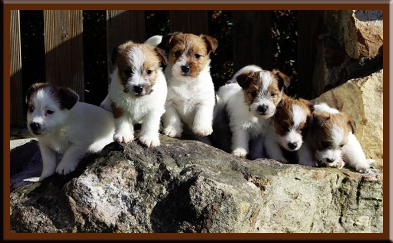 De La Rosée De L'eden - Jack Russell Terrier - Portée née le 23/09/2013