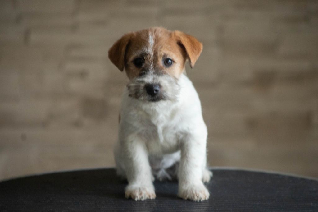 De La Rosée De L'eden - Chiot disponible  - Jack Russell Terrier