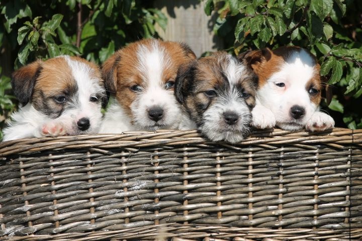 De La Rosée De L'eden - Jack Russell Terrier - Portée née le 29/07/2015