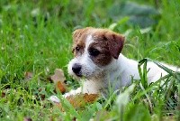 De La Rosée De L'eden - Jack Russell Terrier - Portée née le 17/07/2018