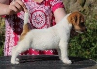 De La Rosée De L'eden - Jack Russell Terrier - Portée née le 12/03/2018