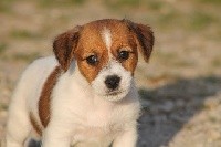 De La Rosée De L'eden - Jack Russell Terrier - Portée née le 12/03/2018