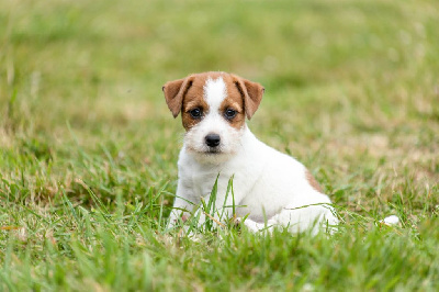 De La Rosée De L'eden - Jack Russell Terrier - Portée née le 06/05/2023