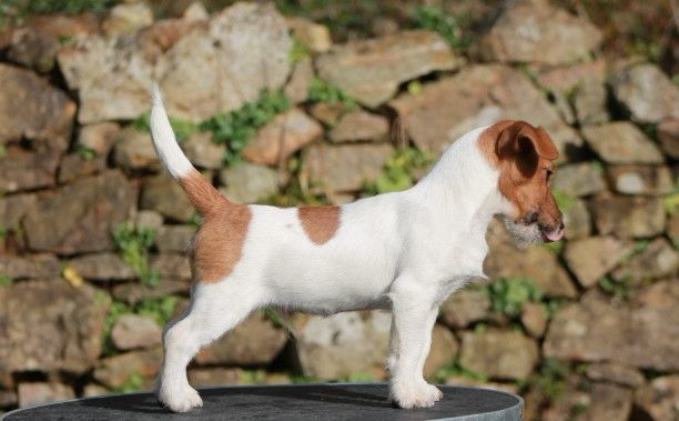De La Rosée De L'eden - Jack Russell Terrier - Portée née le 03/10/2017
