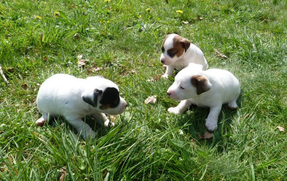 De La Rosée De L'eden - Jack Russell Terrier - Portée née le 26/02/2011