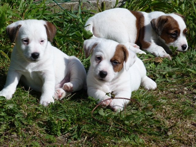chiot Jack Russell Terrier De La Rosée De L'eden