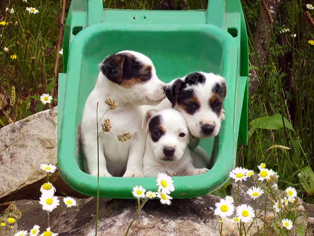 De La Rosée De L'eden - Jack Russell Terrier - Portée née le 01/05/2010