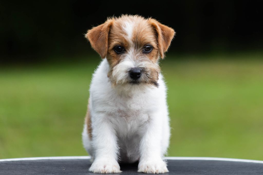 De La Rosée De L'eden - Chiot disponible  - Jack Russell Terrier