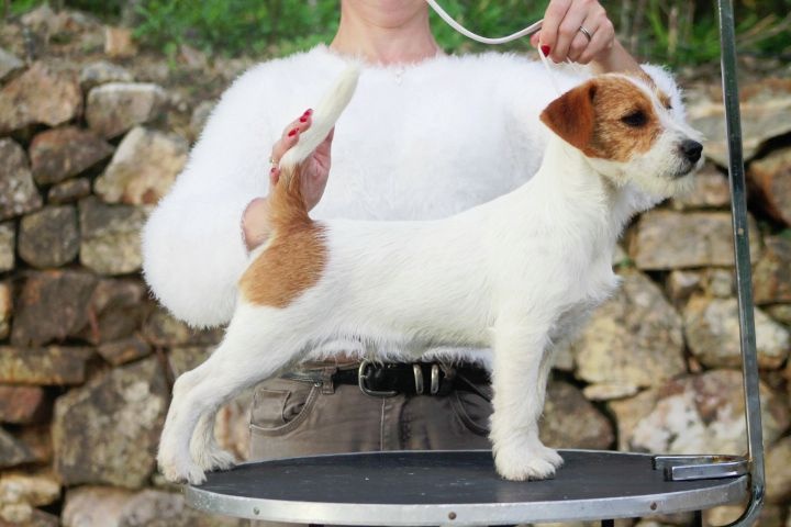 De La Rosée De L'eden - Jack Russell Terrier - Portée née le 25/02/2014