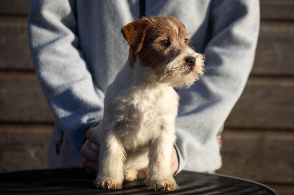 De La Rosée De L'eden - Chiots disponibles - Jack Russell Terrier